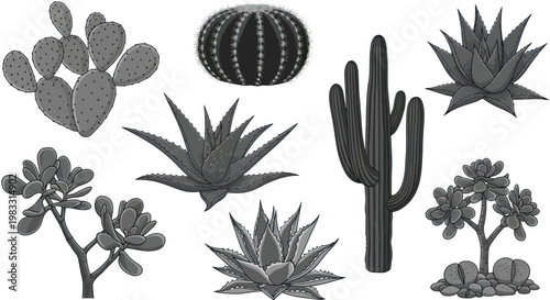 Variety of cacti and succulents plants.