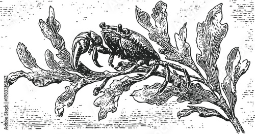 vintage crab illustration on seaweed branch black and white marine life engraving artwork