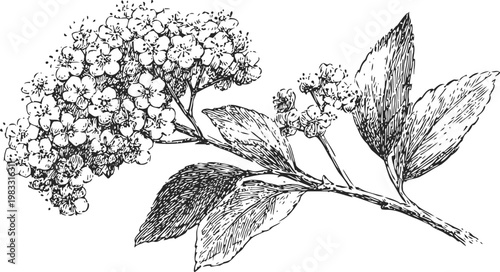 Detailed black and white botanical illustration of flowering branch with leaves and small clustered blooms