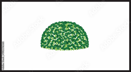 A dense, semi-circular cluster of bright green broccoli florets on a white background