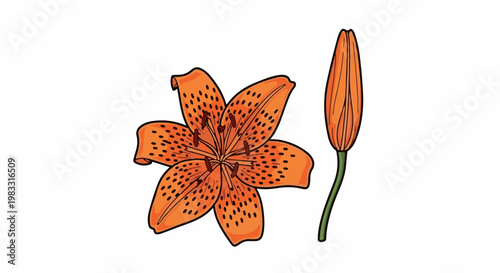 A blooming orange lily and an unopened bud with black spots