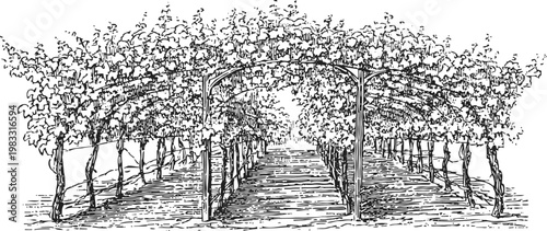 Grape vineyard trellis with vines growing in neat rows under arched wooden support structure