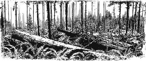 Dense forest scene with fallen trees and tall trunks, detailed black and white woodland illustration