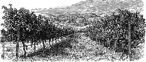 Vintage vineyard landscape rows of grapevines with leaves and bunches rural agriculture and nature scene