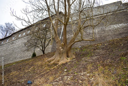 Large Old Bare Tree in Spring in Front of Historic Stone Wall