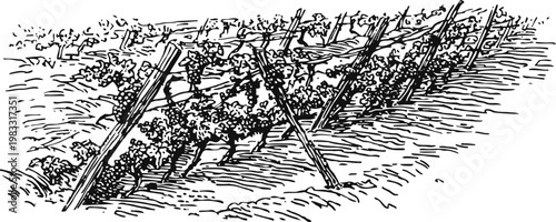 vineyard rows with grapevines supported by trellis system in agricultural field