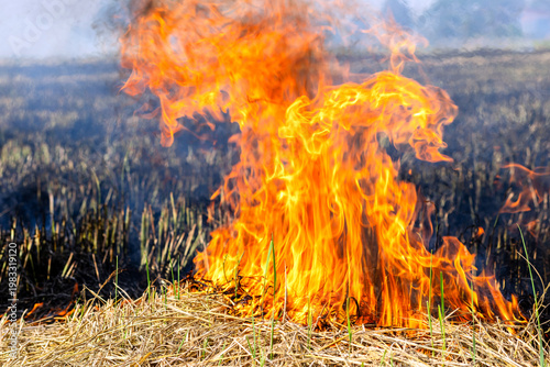 Rice straw burning in post harvest fields to prepare farmland, Thick smoke and air pollution, Grassland fire with intense flames and smoke, Climate rural landscape burning, illustrating wildfire risk