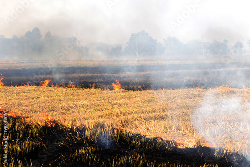 Rice straw burning in post harvest fields to prepare farmland, Thick smoke and air pollution, Grassland fire with intense flames and smoke, Climate rural landscape burning, illustrating wildfire risk