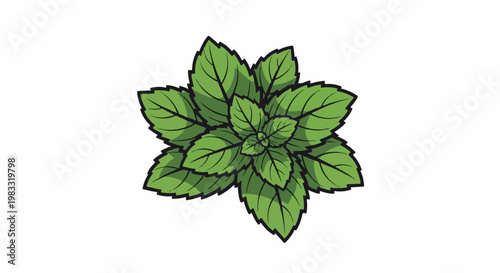A vibrant illustration of a fresh mint plant with green leaves