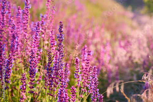 Closeup blooming wild sage purple flowers.