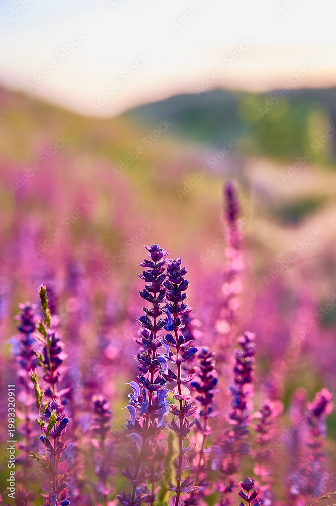 Obraz premium Closeup blooming wild sage purple flowers.