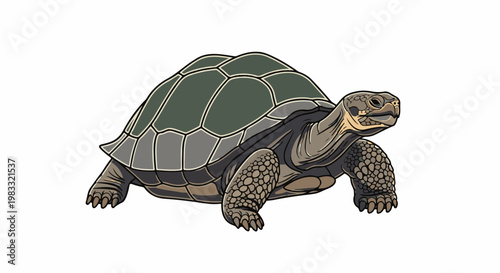 A stylized illustration of a tortoise with a textured shell and skin
