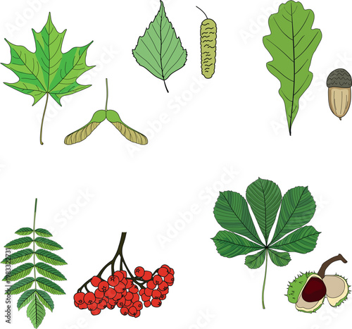 Educational set of leaves and seeds. Colorful botanical collection: maple with samara, oak with acorn, birch with catkin, rowan berries and horse chestnut. Vector illustration