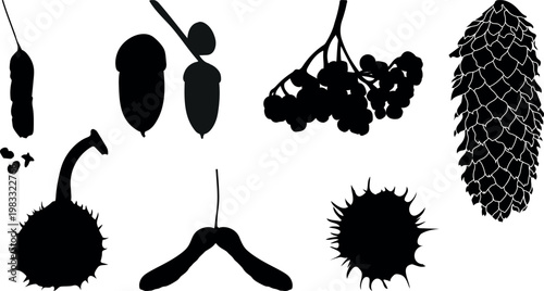 Tree seeds and fruits silhouette set. Educational botanical collection: maple samara, oak acorn, spruce cone, horse chestnut, rowan berries and birch catkin. Vector icons for nature study