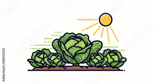 Fresh green cabbages growing in fertile soil under bright sunshine