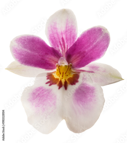 Inca orchid flower isolated on white background