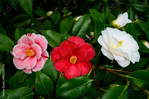 Camellias of various colors in the garden