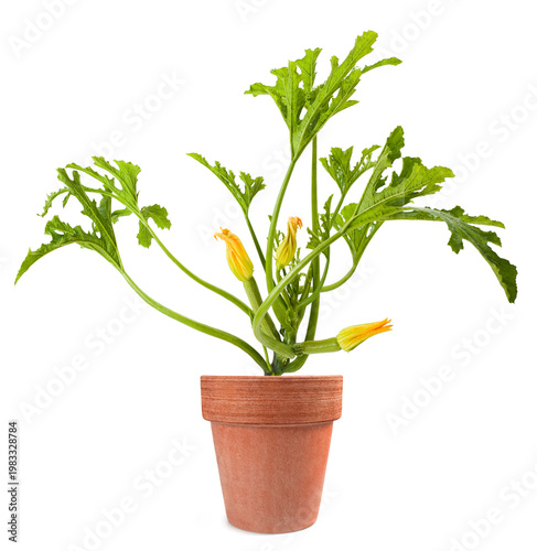 Courgette plant with flowers in vase