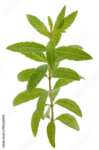 Lemon verbena