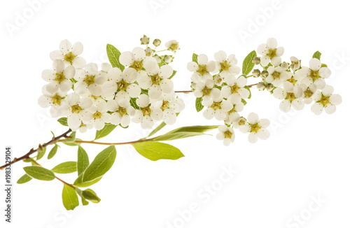Spirea flowers