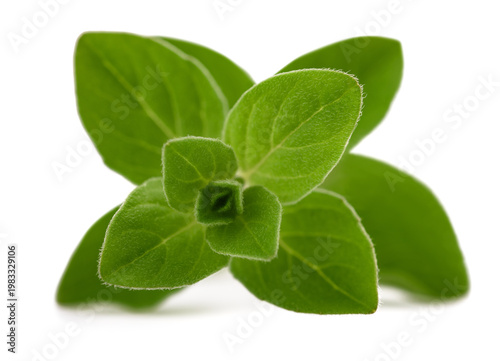  Oregano Twig
