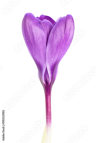 Crocus flower