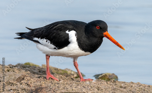 Oystercatcher on the shoreline