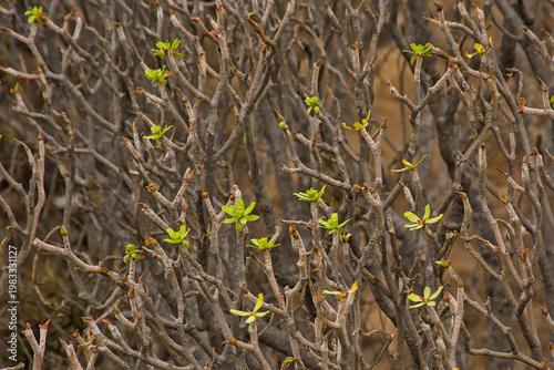 Bild auf Leinwand Detail of a balsam spurge - Euphorbia balsamifera.