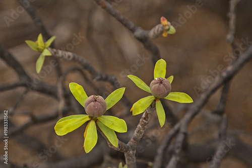 Bild auf Leinwand Fruits of a balsam spurge - Euphorbia balsamifera.