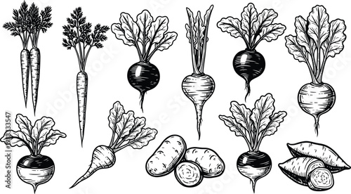 Vintage botanical illustration of root vegetables radishes carrots and turnips