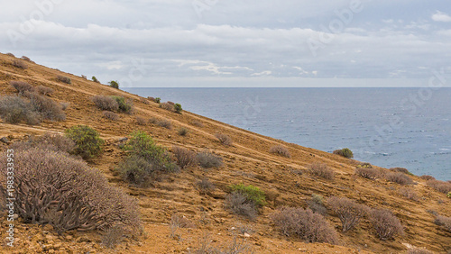 Canvas Print shrubland on the coast of the calm blue Atlantic ocean in Tenerife, Canary Islan