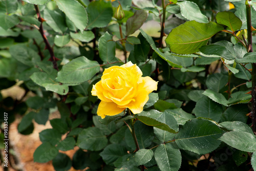 Bloom yellow rose with green leave in the garden