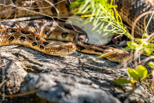 Timber Rattlesnake in Rocky Habitat in the Wisconsin Driftless Area