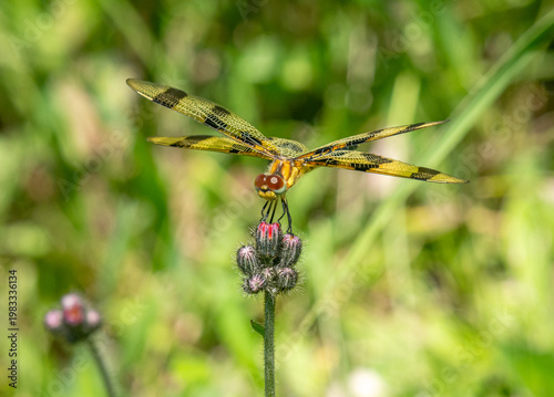 Halloween Pennant dragonfly (Celithemis eponina) perched on a hawkweed flower in a meadow at Wyalusing State Park in Grant County, Wisconsin.
