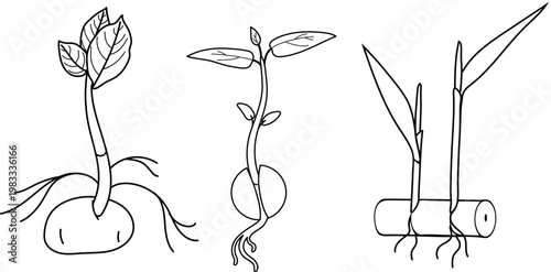 Plant propagation and reproduction methods vector set. Potato tuber, avocado sprout and stem cutting growth stages. Coloring book page for kids