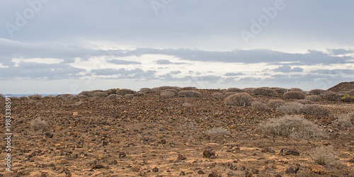 Fotografie shrubland on the coast of the calm blue Atlantic ocean under a cloudy winter sky