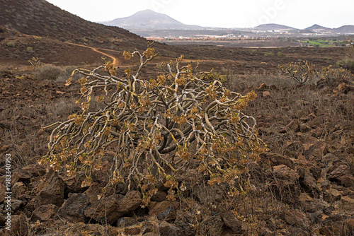 Foto Balsam spurge plant in winter in a volcanic landscape in Tenerife - Euphorbia ba