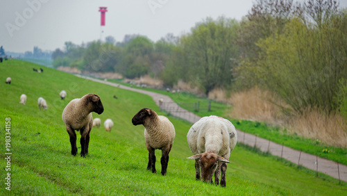 Schafe am Elbdeich