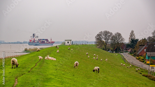 Schafe am Elbdeich
