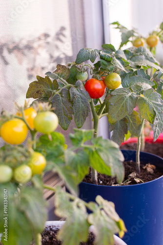 Φωτογραφία People plant and care for tomato plants on a balcony in the city