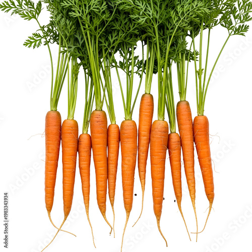 Fresh Organic Carrots with Green Tops for Healthy Cooking and Nutrition