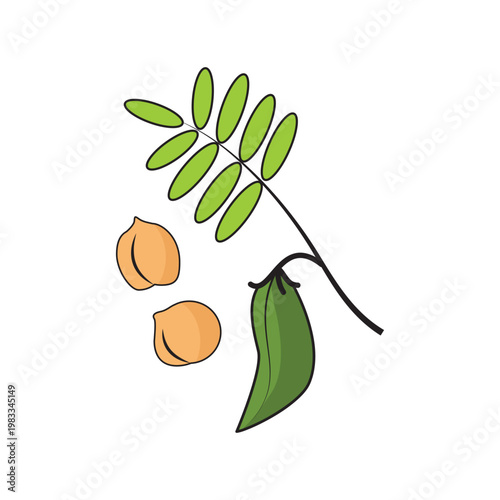 Organic chickpea plant with green pods and beans – flat vector for healthy vegetarian harvest.
