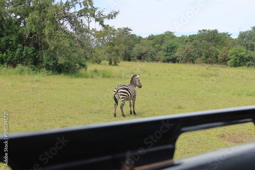 Elephants in Akagera National Park Rwanda – African Safari Wildlife Photography