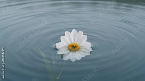 The video depicts a single white flower with a yellow center floating serenely on the surface of a body of water