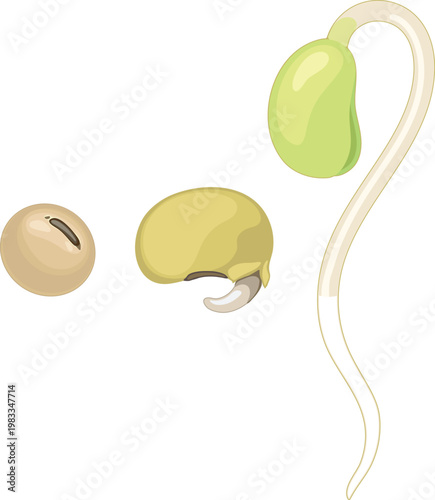 Soybean seed germination stages vector illustration. Sprouting process of bean plant from seed to seedling isolated on white background