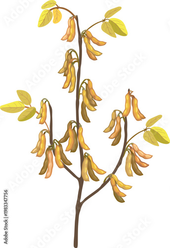 Mature soybean branch with dry brown pods vector. Glycine max harvest stage illustration isolated on white background