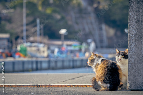 Cat in the street. Cat in the city. Cat in the city
