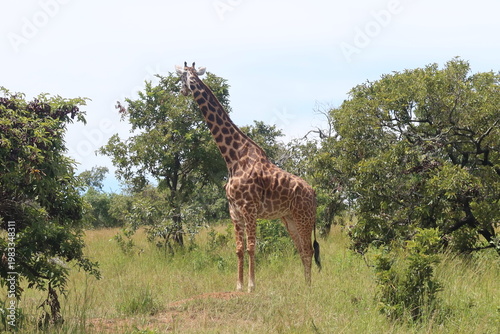 Elephants in Akagera National Park Rwanda – African Safari Wildlife Photography