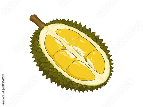 Vector illustration of opened durian fruit with yellow flesh on white background