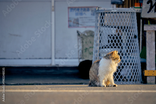 Cat in the street. Cat in the city. Cat in the city